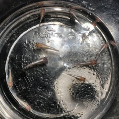🧚エンゼルダルマめだか🧚幼魚若魚　10匹の画像