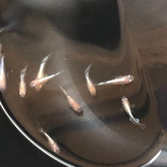 🧚エンゼルダルマめだか🧚幼魚若魚　10匹の画像
