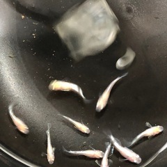 🧚エンゼルダルマめだか🧚幼魚若魚　10匹の画像