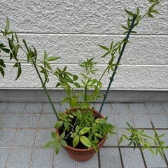モッコウバラ 白(八重咲)の画像