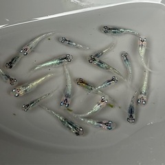メダカ　ラメ系メダカセット❗️２０匹　めだかの画像