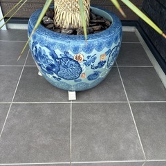 ユッカロストラータの画像