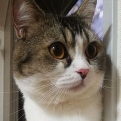 猫とも募集中です🐾（熊本でのサークル活動に参加できる方）