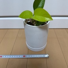 鉢こみ　ポトスの画像