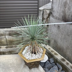 ユッカロストラータの画像