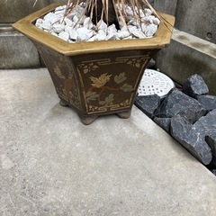 ユッカロストラータの画像