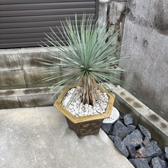 ユッカロストラータの画像
