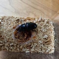オオクワガタ♂1 ♀3 幼虫15匹セットの画像