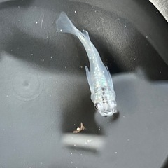 紫陽花　若魚 2ペア＋αの画像