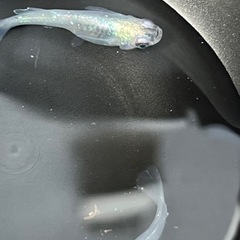 紫陽花　若魚 2ペア＋αの画像
