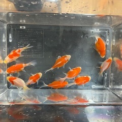 金魚　玉サバ　5センチ±   10匹セットの画像