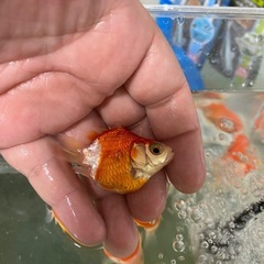 金魚　玉サバ　5センチ±   10匹セットの画像