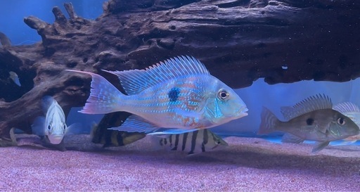 熱帯魚水槽(アロワナダトニオ淡水エイ)