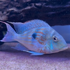 熱帯魚水槽(アロワナダトニオ淡水エイ)の画像