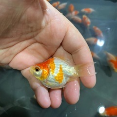 金魚　玉サバ　7センチ±の画像