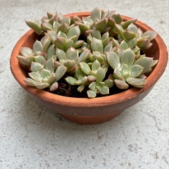 多肉植物・ピンクプリティの画像