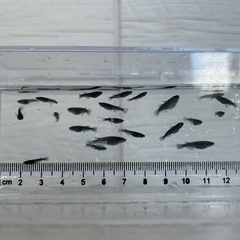オロチメダカ10匹　めだか選べます！の画像