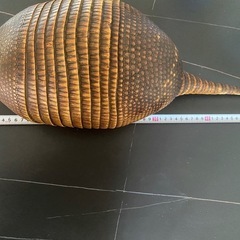 アルマジロ剥製の画像