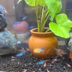ネオンテトラの画像