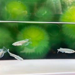 🔵マリアージュロングフィン🔵2ペア➕1メス🐟選別済の画像