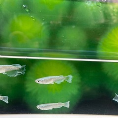 🔵マリアージュロングフィン🔵2ペア➕1メス🐟選別済の画像