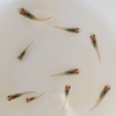 No.131【②ヒレ長 幹之メダカ　稚魚 10匹 100円】の画像