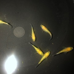 夜桜ゴールドメダカ6匹の画像