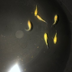 夜桜ゴールドメダカ6匹の画像