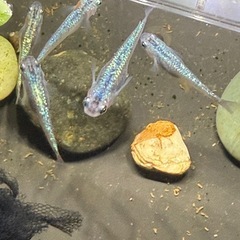 【お約束中】①サイシュウヘイキの画像