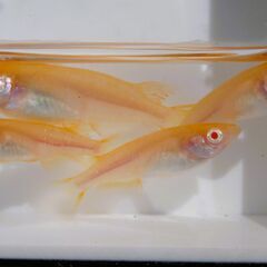 No.134【②アルビノ楊貴妃メダカ　稚魚 10匹 150円】の画像