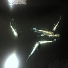 エメキン　メダカ　6匹の画像