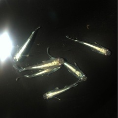 エメキン　メダカ　6匹の画像