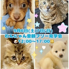 🐱わんにゃん里親フリー見学会🐶