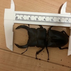 オオクワガタ　75mm　ペア の画像