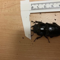 オオクワガタ　75mm　ペア の画像
