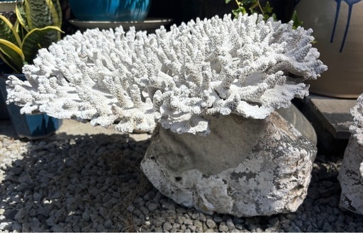 中古◆石付きサンゴ①◆約直径40cm◆阿久根市脇本海岸