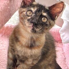 仔猫里親募集(さび）