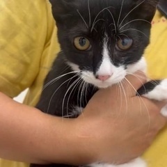 白黒ねこ太陽くん😊