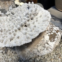 中古◆石付きサンゴ②◆約直径30cm◆阿久根市脇本海岸の画像