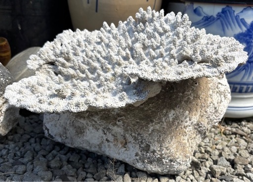 中古◆石付きサンゴ②◆約直径30cm◆阿久根市脇本海岸