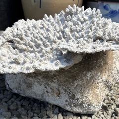 中古◆石付きサンゴ②◆約直径30cm◆阿久根市脇本海岸の画像