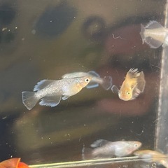メダカ 問い合わせ用 の画像