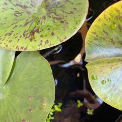 温帯睡蓮　メダカ壺　土サービスの画像