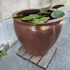 温帯睡蓮　メダカ壺　土サービスの画像