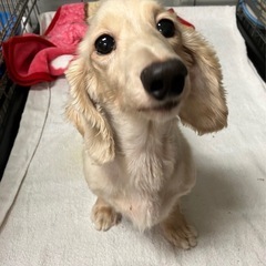 ブリード卒業わんちゃんダックス（代理投稿）