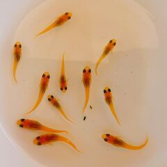 No.138【②スワロー楊貴妃メダカ　稚魚 10匹 200円】の画像