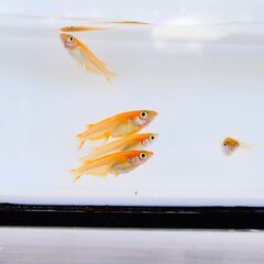 No.138【②スワロー楊貴妃メダカ　稚魚 10匹 200円】の画像
