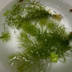 幹之メダカ  １匹40円　。　の画像