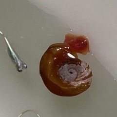 幹之メダカ  １匹40円　。　の画像