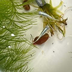 幹之メダカ  １匹40円　。　の画像